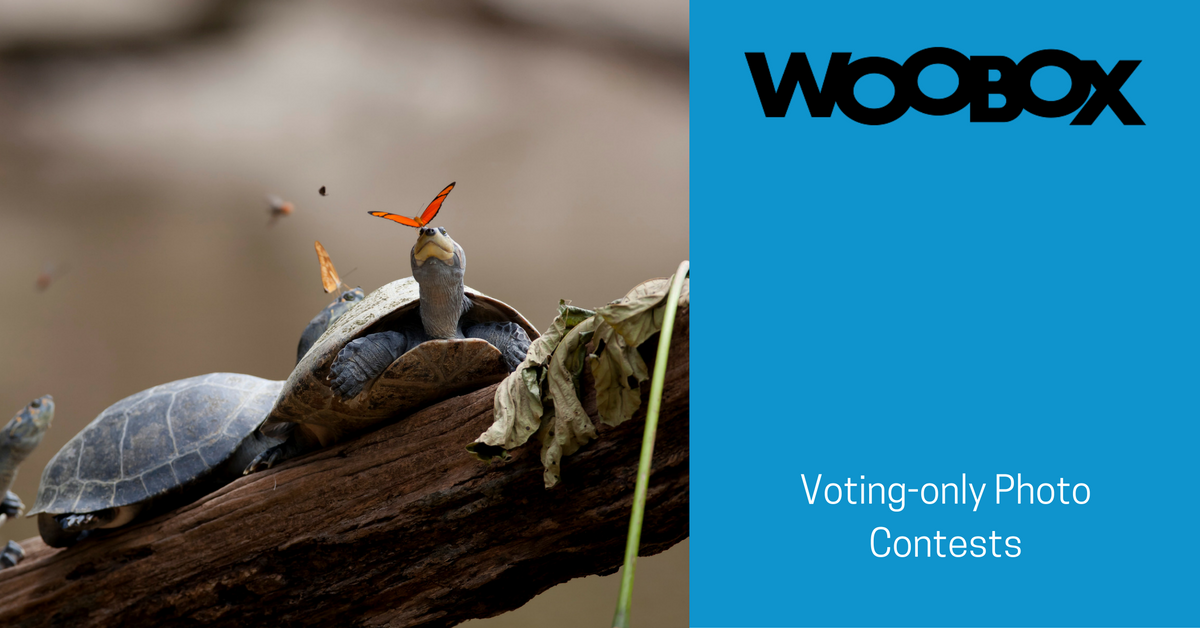 Voting-Only Campaign: Photo, Video, or UGC